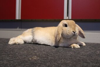 🐰 Zakrslý beránek – mláďata k rezervaci - 5