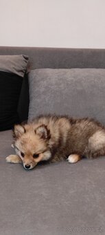 Špic pomeranian s pp štěňata ji - 5