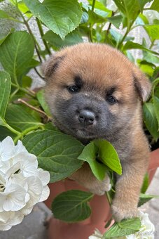 Shiba inu s PP - 5