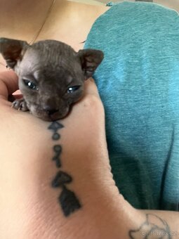Sphynx - 5