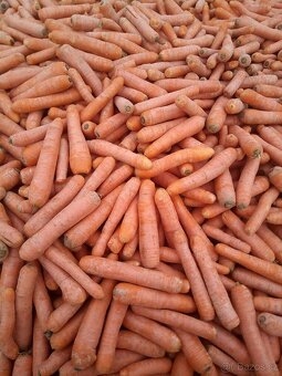 BRAMBORY 10kč/kg...CIBULE 13kč/kg - 5