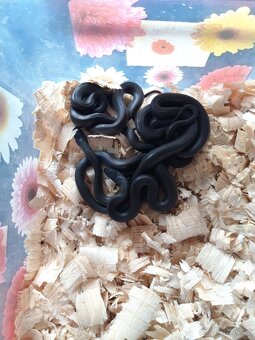 Uzovka domaci BLACK - Boaedon fulinginosus BLACK - 5