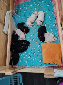 Prodej štěnat - Labradorský retrívr - 5