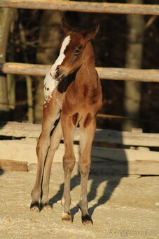 Appaloosa bay blanket colt Atlas - 5
