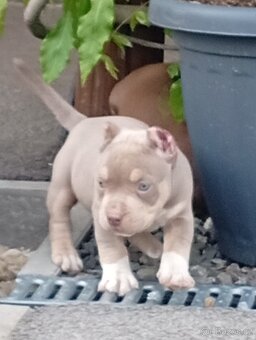American bully pocket - 5