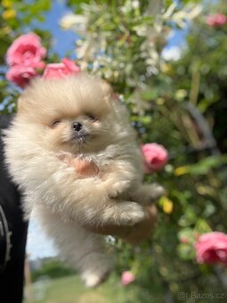 Pomeranian - 5