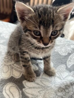 K adopci kočka, kotě - 5