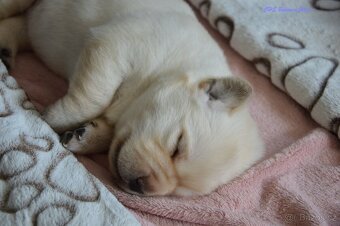 Žlutá štěňátka labrador retrievera s PP - chlapečci - 5