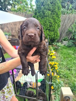 Flat coated retriever - 5