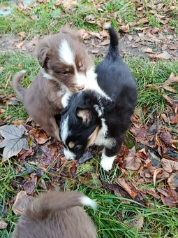 Prodám štěňata border kolie - 5