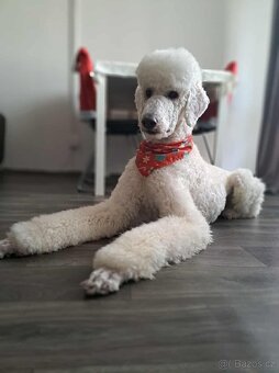 Pudl královský a zlatý retrívr - 5