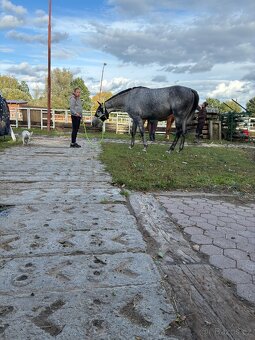 Prodám A1/1 valacha - 5