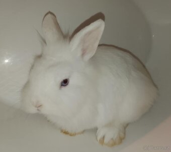 Zakrslý králíček bez PP sameček Billie - 5
