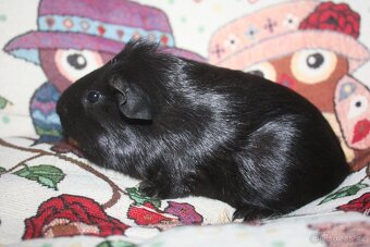 Morče , morčata z chs - 5