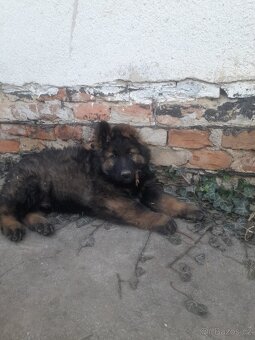 Německý ovčák s PP štěňata - 5