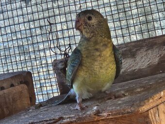 Papoušek zpěvavý - 5