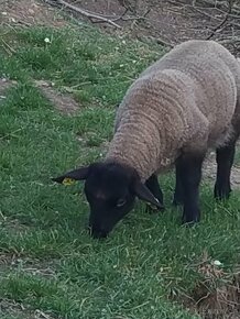Ovce suffolk letošní jehnice - 5