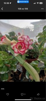 adenium obesum mini - 5