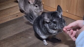Činčila- kluci 7 měsíců - 5