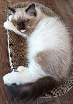 Kočička seal mitted ragdoll s PP - 5