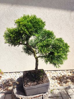 Tvarovaný strom, bonsai, niwaki, yamadori - 5