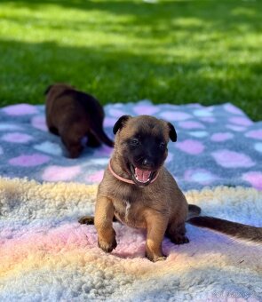 Belgický ovčák malinois s PP - 5
