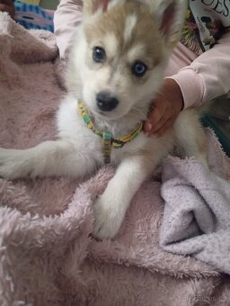 Sibiřský husky s československým vlčákem - 5