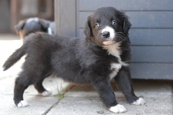 Border kolie bez pp - 5