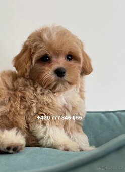 Maltipoo Caramel, pejsek – 1200€ - 5