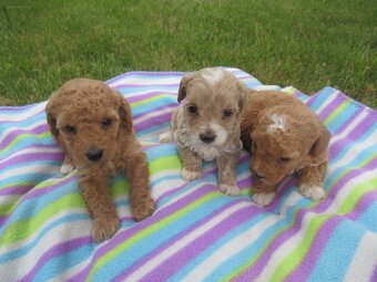 Maltipoo štěňátka - 5