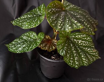 SLEVA⤵️ Begonia corallina, tečkovaná , Korálová begónie - 5