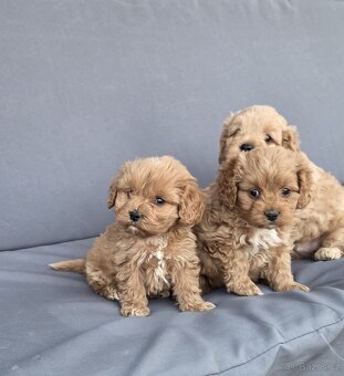 Cavapoo - 5