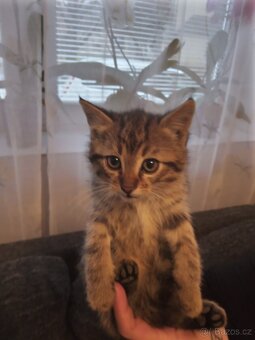 Daruji koťátka - 5