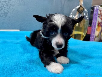 Čínský chocholatý pes s PP - labutěnka Cody - 5