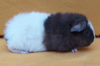 Morčatá s PP-samice - 5