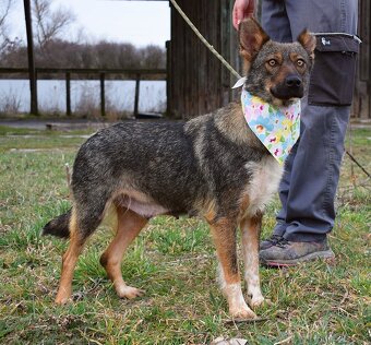 AJSCHA K ADOPCI - 3,5 ROKU, MILÁ, HODNÁ, VHODNÁ K DĚTEM - 5