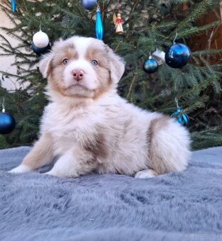 Australský ovčák s PP - 5