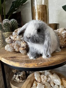 Minilop zakrslý králíček - 5