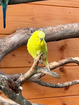 Andulka Vlnkovaná - 5