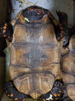 Chovné želvy uhlířské - 5