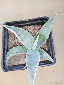 Juky, opuncie,agave - 5