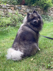 Vlčí špic/keeshond s PP ke krytí - 5