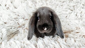 Zakrslý beránek, králíček, králík-PEGGY - 5