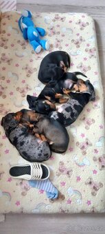 jezevčík merle standart - 5