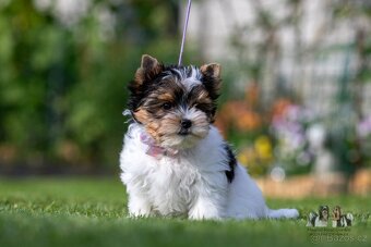 Biewer terrier -  fenka  s PP - 5