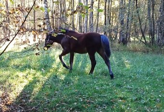 Hřebeček Wpbr s PP - 5