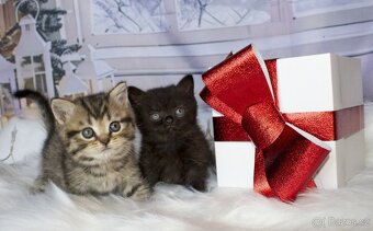 Britská koťátka - 5