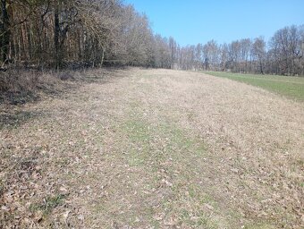 Krásný pozemek u Trnobran, u Litoměřic; louka u lesa - 5