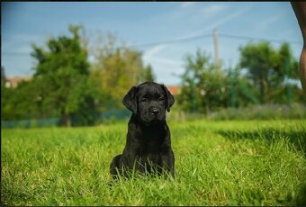 Štěňátka s PP Labradorský retriever - 5
