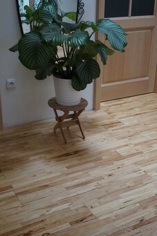 Celomasivní dřevěná podlaha HEVEA - 699,- Kč/ m2 - 5